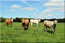 H4071 : Cows under a power line, Cavanacaw Upper by Kenneth  Allen
