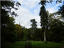 ST8489 : Westonbirt Arboretum by Darren Haddock