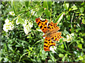 SP2110 : Comma butterfly, Poverty by Vieve Forward