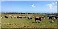 View towards Blackcap Farm from the South Downs Way