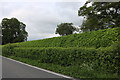 Fancy hedge on the A350 before Iwerne Courtney