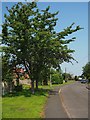 Cherry trees on Sands Lane