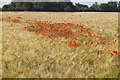 Poppies in Wheat Field off Barmby Road, Pockington