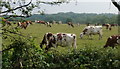 Cattle near Atherton