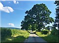 Country lane running up to the Shropshire/Herefordshire border