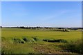 Barley Field by Auchineve