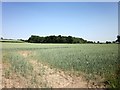 Rumer Hill Farmland