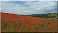 Field of poppies, Upavon