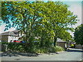 False Acacia trees, Parsonage Lane, Brighouse