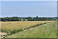 Buxhall: Across an oil seed rape field to the church