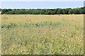 High Street Green: Field of oil seed rape