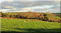 Sheep near Southcott