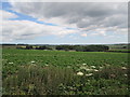 Potato  field  on  the  Yorkshire  Wolds