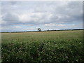 Barley field near New England Farm