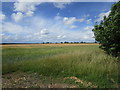 Wheat and ripening barley