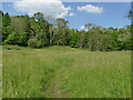 Ball Grove Park: meadow