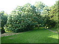 Trees by Pembridge Bridge