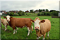 Cows, Mullaghmore