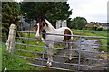 A quiet horse, Mullaghmore