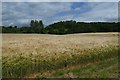 SE7666 : Barley fields near Church Farm by DS Pugh