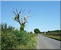 Poor Old Tree, Minster Riding