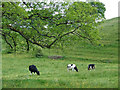 Grazing near Denford in Staffordshire