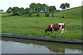 Grazing near Denford in Staffordshire