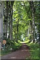 Birch Tree Walk