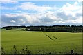 Barley by Kingshill Wood