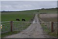 Farm track off Maiden Castle Rd