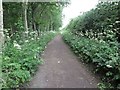 Track Near Mare Close, Seghill