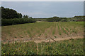 Asparagus fields at Sandfield Farm