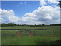 Wheat field near Denford Ash Farm