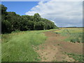 Field edge and plantation near Denford Ash Farm