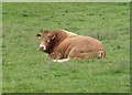 Bull in field