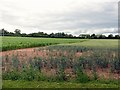Split crops near Epperstone