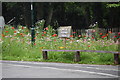 Sussex University - wildflower area