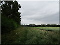 Barley field and Lodge Farm