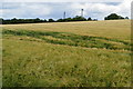 Masts beyond the barley