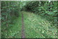 Bridleway through the woods