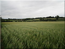SK9223 : Barley field near Colsterworth by Jonathan Thacker