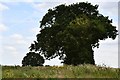 Boxford: Trees marking the edge of a track