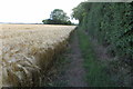 Bridleway by the barley