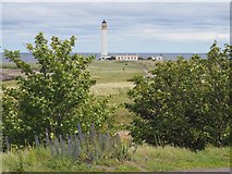 NT7277 : Barns Ness Lighthouse by Jennifer Petrie