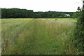 Bridleway to Bourne End