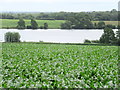 Crops in field north of Budworth Mere