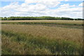 Penn Wood over the barley