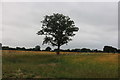 Tree by Main Road south of Bicknacre