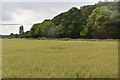 Oilseed rape and Ash Plantation