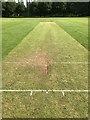 Rolled cricket pitch